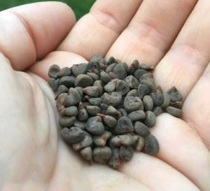 Vegetables Seeds @ ₹20