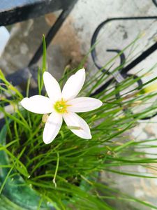 White Kesar Beautiful Plant