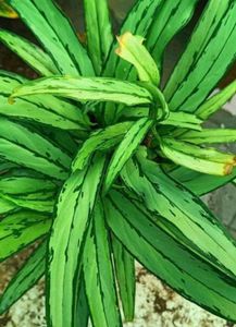 Green Thin Aglonema Healthy Plant
