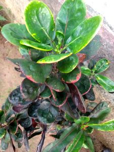 New Croton Variety