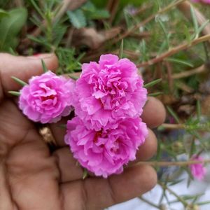 Combo Of Bud Rose/9&#39;o Clock
