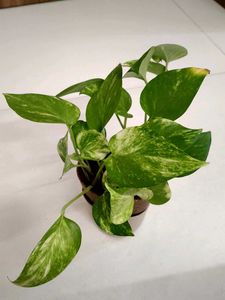 Golden Pothos Money Plant