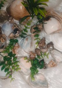 Sea Shells For Aquarium Or Decoration