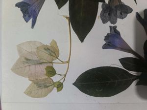 Dried Flowers