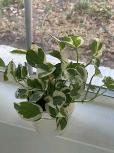 Njoy Pothos Money Plant