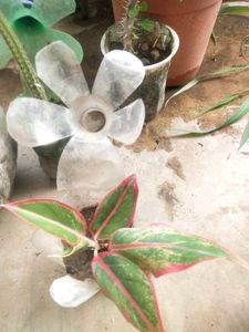 Price DropMega Combo 5 Type Semi Scullent Plant