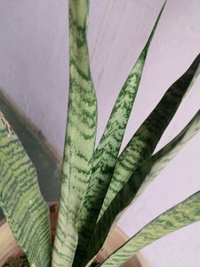 Snake Plant