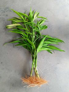 Lucky Bamboo Sticks with Roots