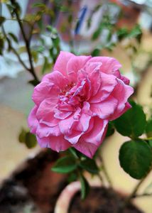 Rose Stems Available 🥀🥀