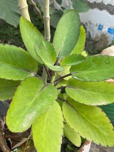 Pattar Chitta Plant