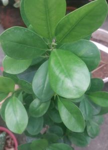 Green/Panda Ficus