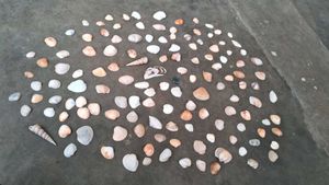Sea Shells From Andhra Pradesh 130 Shell