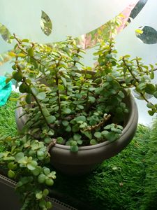 Plants