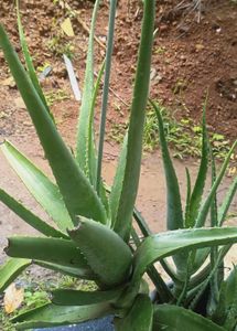 Live Aloe Vera Plant