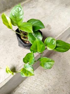 Available (Varities Of Pothos Combo)