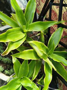 Basket Plant