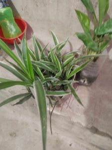 Combo Of 2 Plant Spider Or Green Agloneama