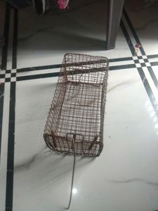 Rat Chatch  Net