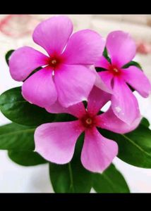 Vinca Flower Plant
