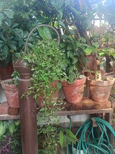 Hanging original l Plant