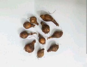 Combo Of Rain Lily Bulbs &amp; Seeds