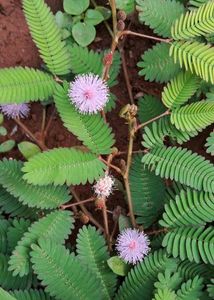Mimosa Pudica Plant Seeds Shameplant