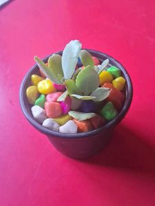Adorable Potted Succulent with Colorful Stones