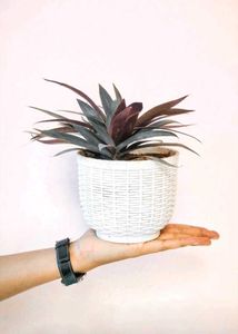 Moses-in-the-cradle Plant