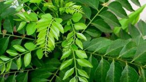 Curry Plants
