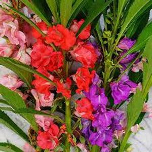 Balsam Mix Seeds