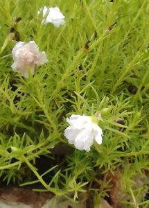 Live Portulaca Grandiflora Flowering Plant