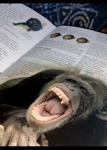 Animals details (140 pages)