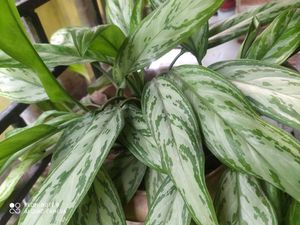 Plant Combo For Beginners