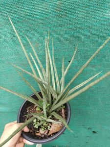 Sansevieria Plant