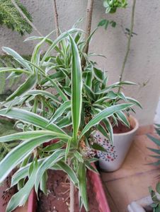 Spider Plant With Roots- 2 Qty