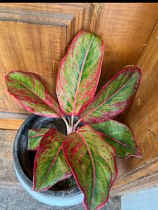 Healthy Red Lipstick Aglonema