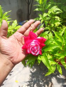 Floral Hair Accessories