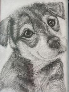 Cute Puppy Sketch