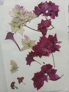 Dried Flowers