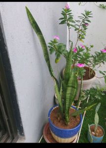 Plant With Pot