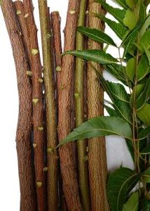 A Fresh Natural Chew Toothbrush, Neem Datun (10 P.