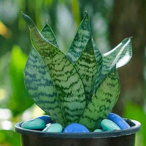 9 Plants Rare