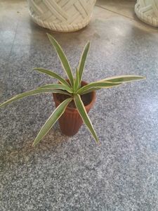 Real Spider Plant in clay Pot with great roots