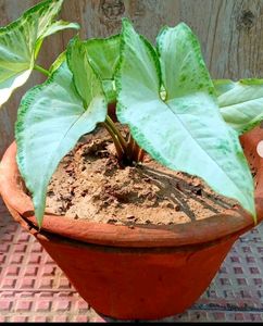 Mix Combo Air Purifying Plants