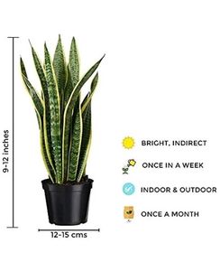 Snake Plant - Easy Care Indoor Plan