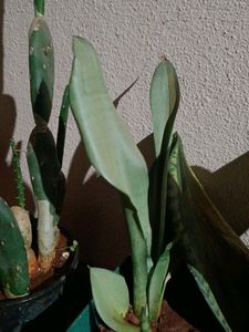 3 Varieties Of Snake Plant Or Senseveria