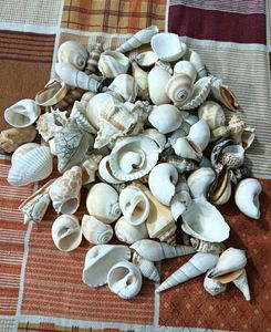 Seashell Collection - Beach Decor