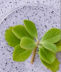 Live Ajwain Plant (Without Root)