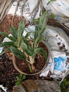 Aglaonema Silver Bay Plant