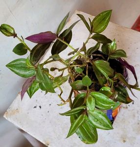 Tradescantia zebrina plant